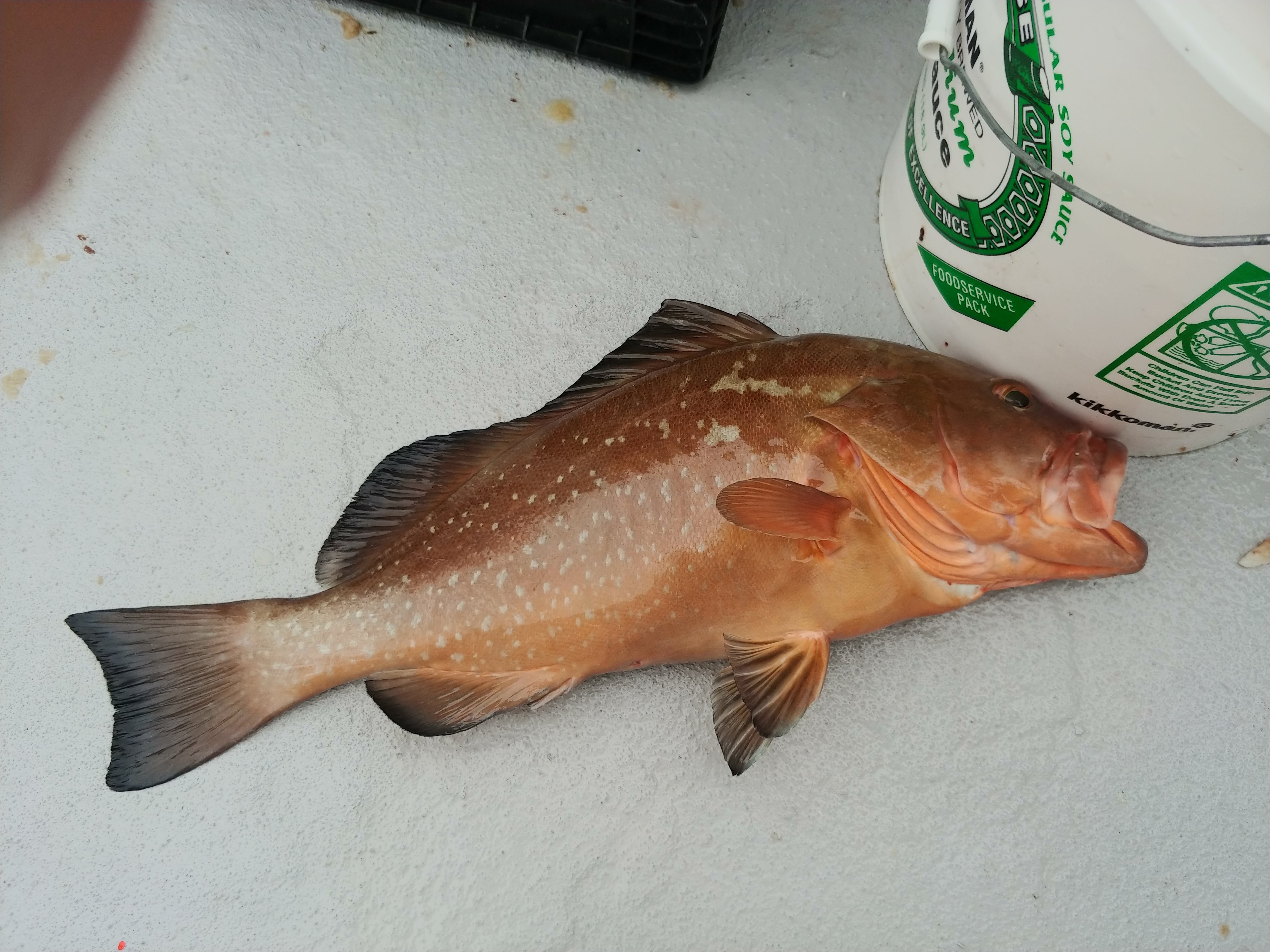 deep sea bottom fishing pinfish vermillion snapper red snapper grouper triggerfish