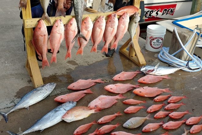 The Upgraded Alabama Snapper Check Program