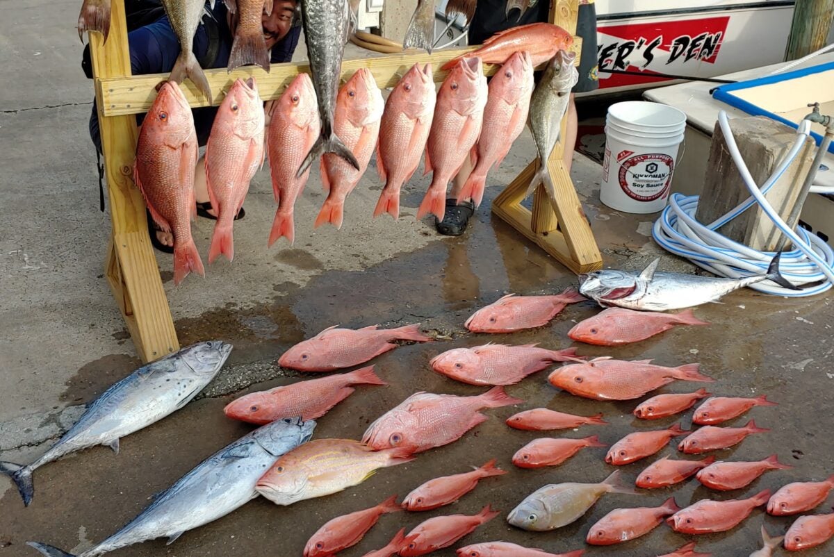 The Upgraded Alabama Snapper Check Program The Upgraded Alabama Snapper Check Program