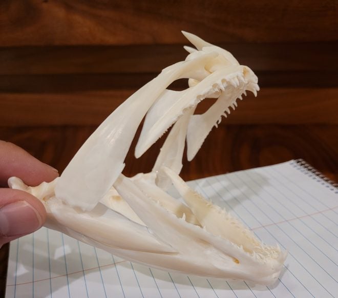 DIY Taxidermy: Trophy Fish Jaw Mount – Cheap & Easy DIY Taxidermy: Trophy Fish Jaw Mount – Cheap & Easy