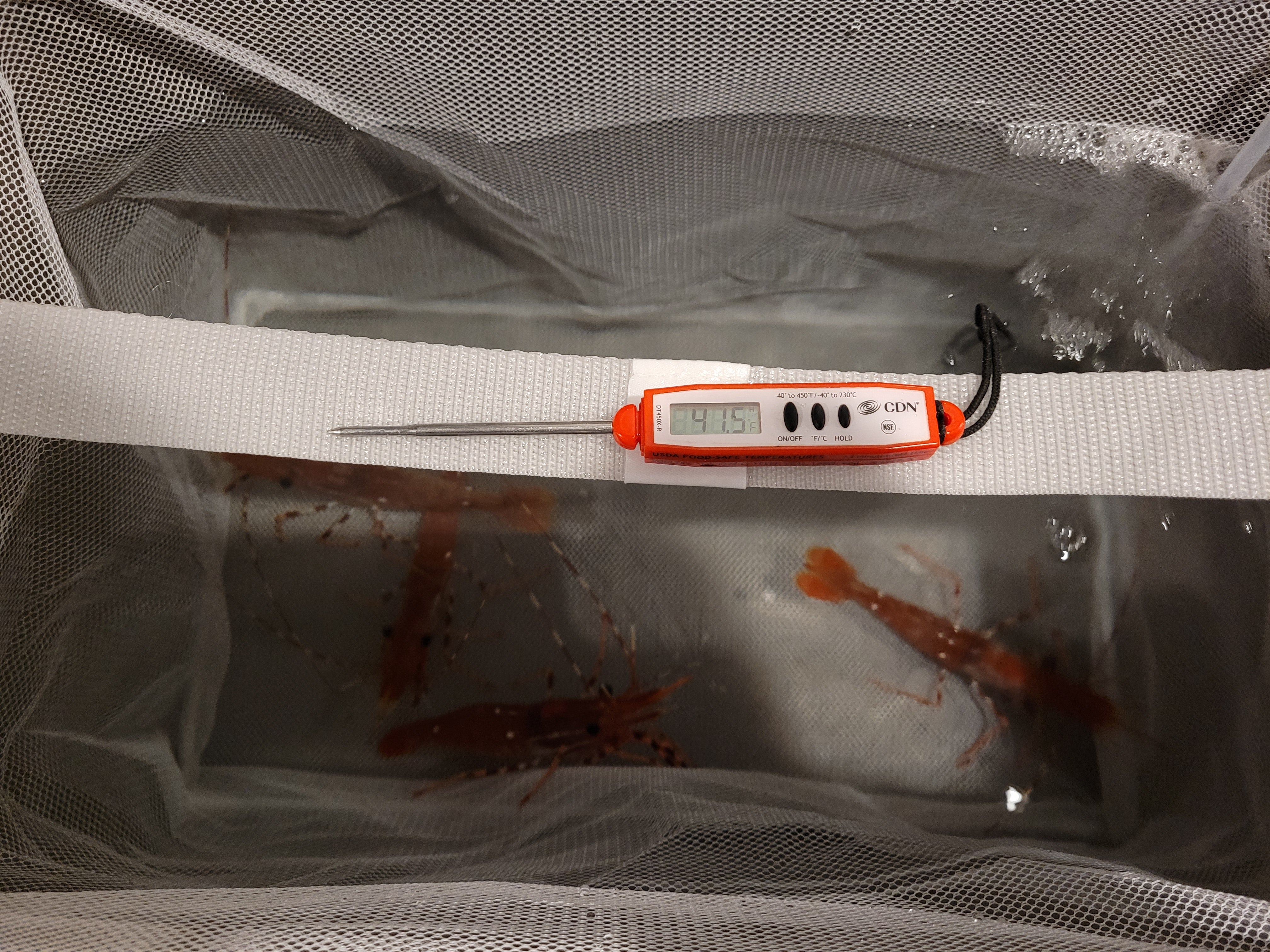 engel livewell dry box live shrimp cooler