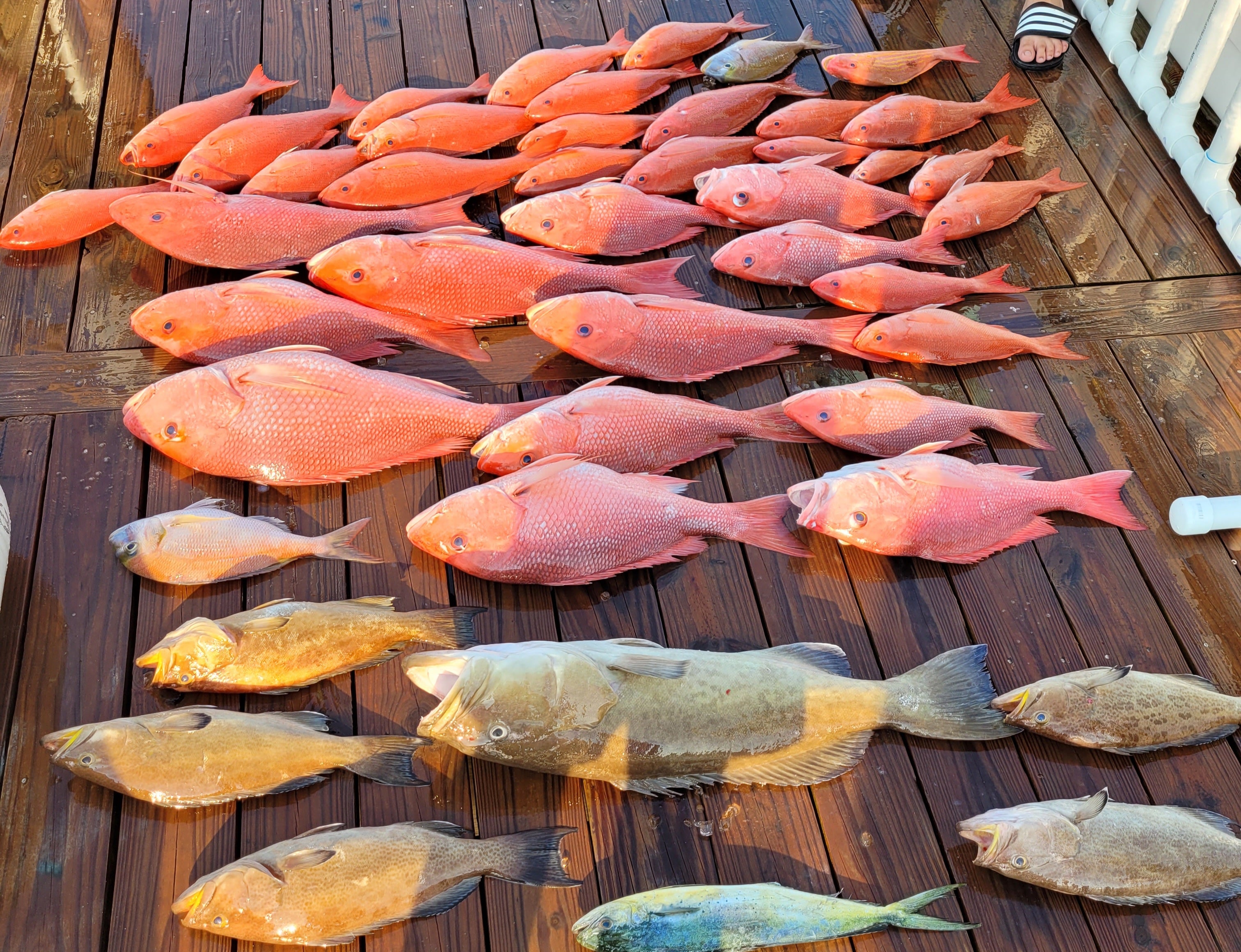 deep sea fishing pinfish vermillion snapper red snapper grouper triggerfish