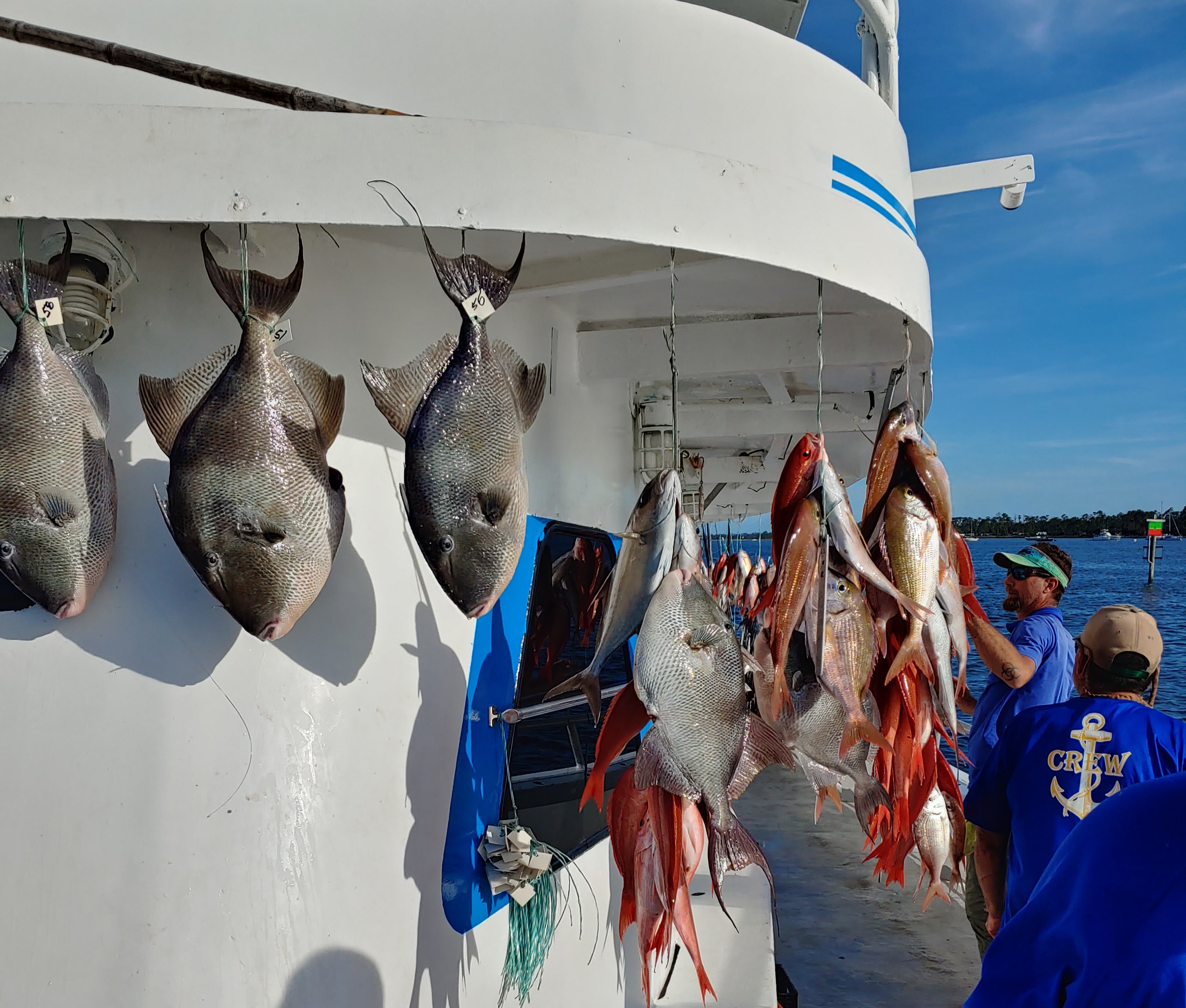 deep sea fishing pinfish vermillion snapper red snapper grouper triggerfish