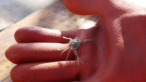 blue crab