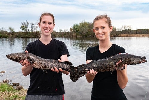 Catch Tagged Snakeheads for Money in the Blackwater River System Catch Tagged Snakeheads for Money in the Blackwater River System