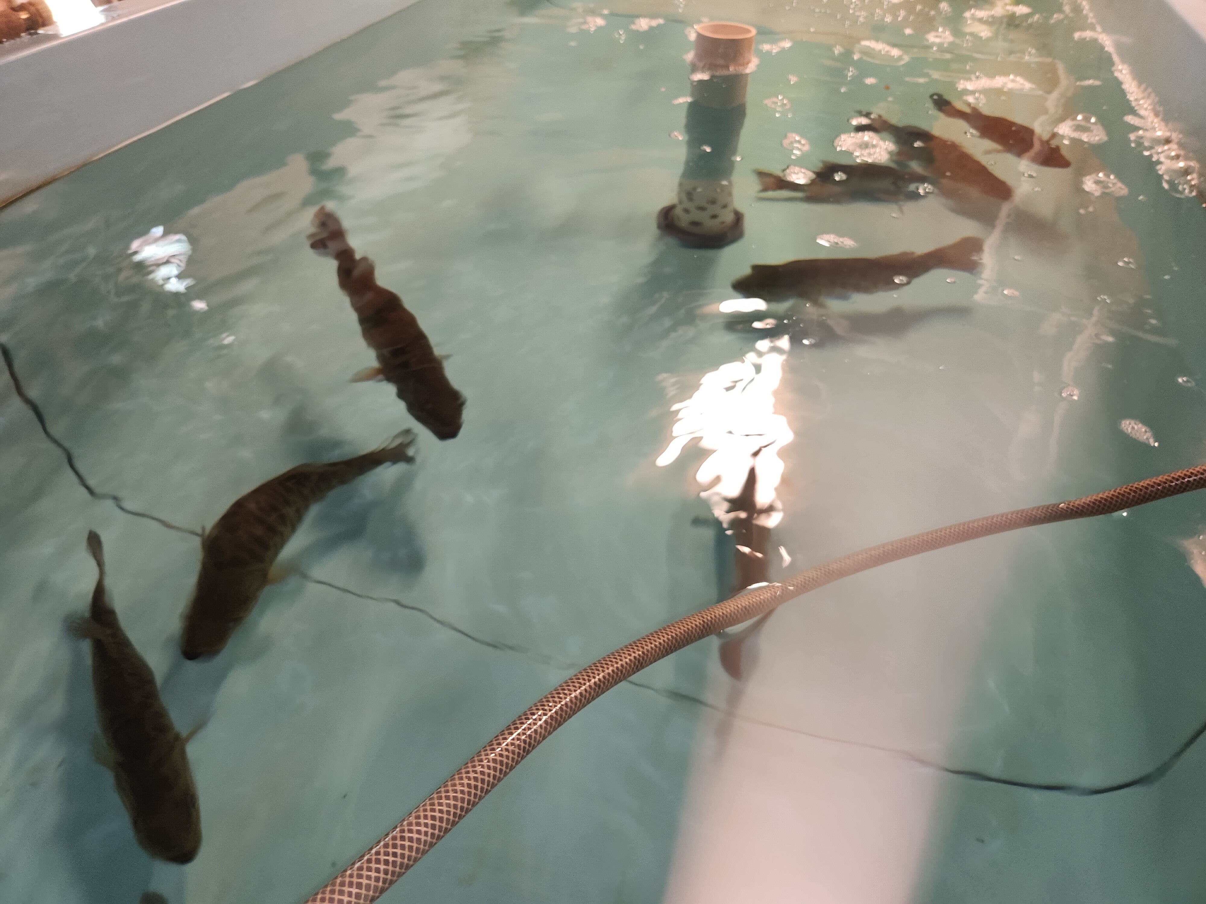 shoal bass FWC hatchery release chipola river