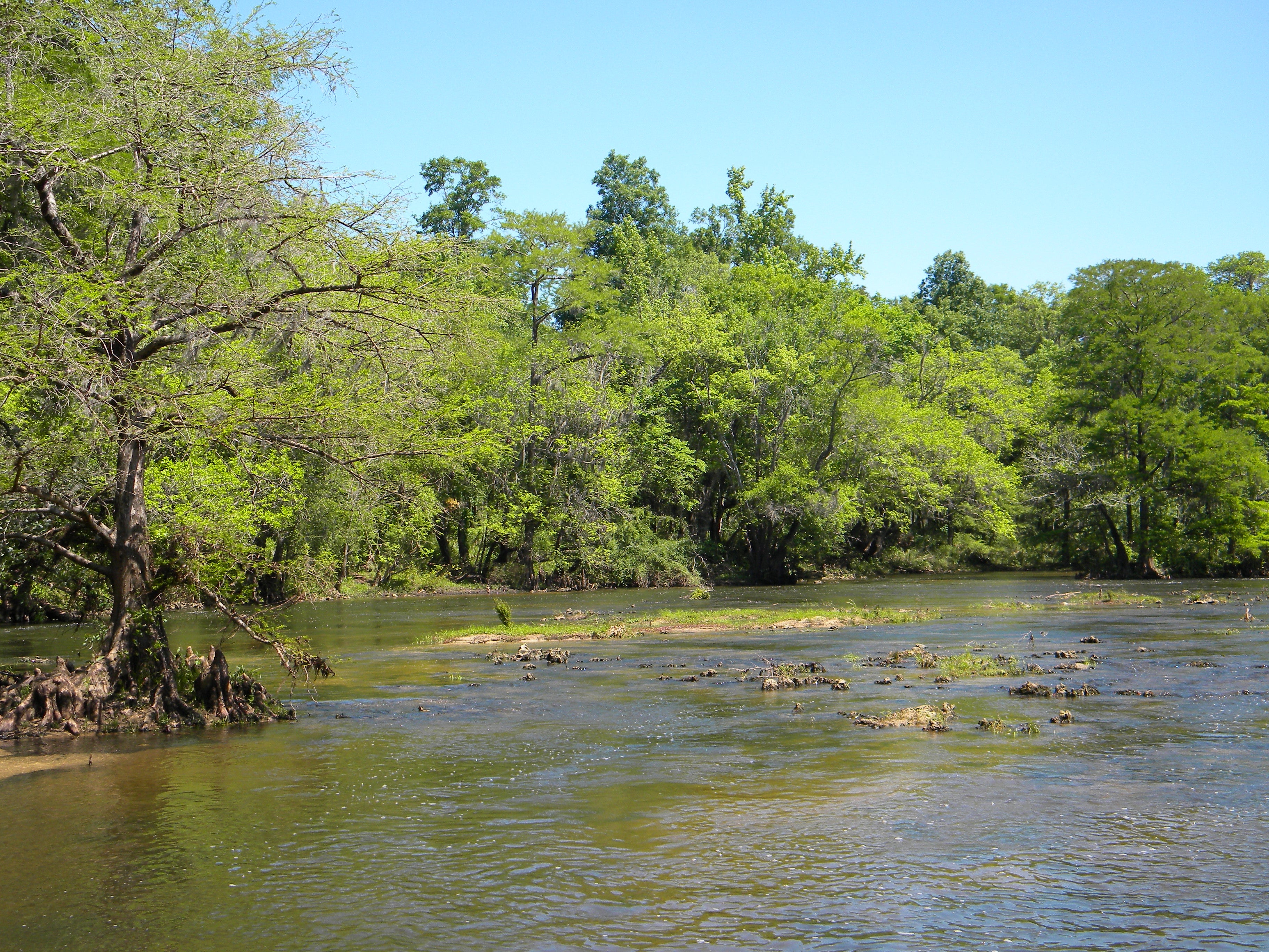 shoal bass FWC hatchery release chipola river