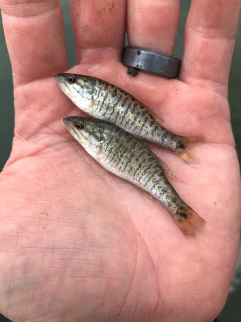 Shoal Bass Fingerling released by Florida FWC in Chipola River Shoal Bass Fingerling released by Florida FWC in Chipola River