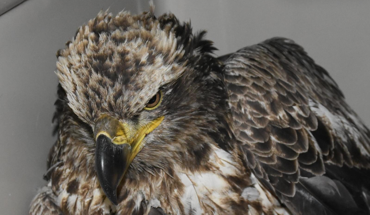 Lessons from an Eagle: Conservation Out in the Field Lessons from an Eagle: Conservation Out in the Field
