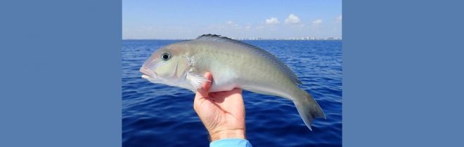 Florida FWC Modifies 2022 Blueline Tilefish Season