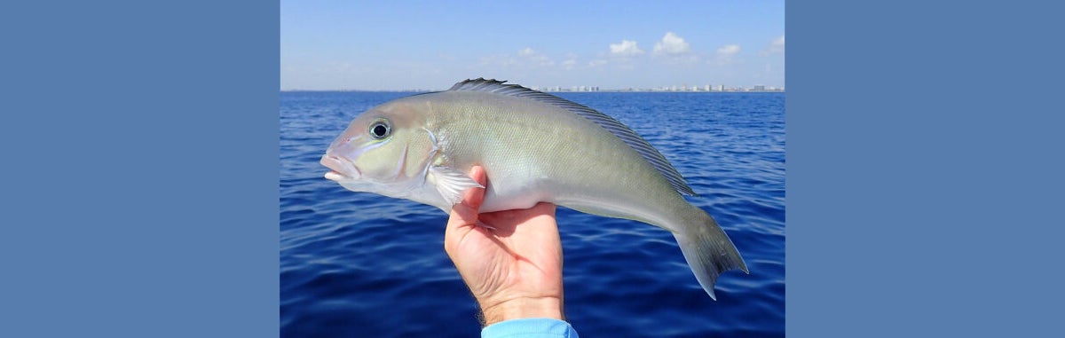 Florida FWC Modifies 2022 Blueline Tilefish Season Florida FWC Modifies 2022 Blueline Tilefish Season