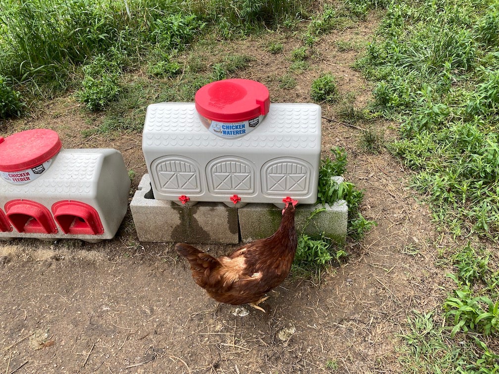 Hen Hydrator