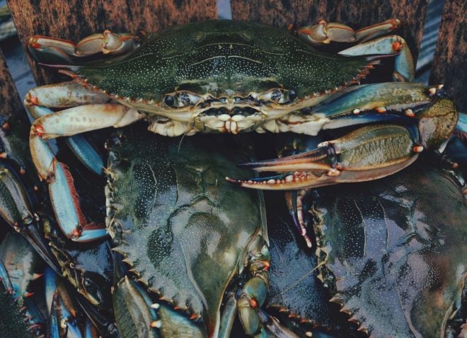Chesapeake Blue Crab Winter Dredge Numbers Released Chesapeake Blue Crab Winter Dredge Numbers Released