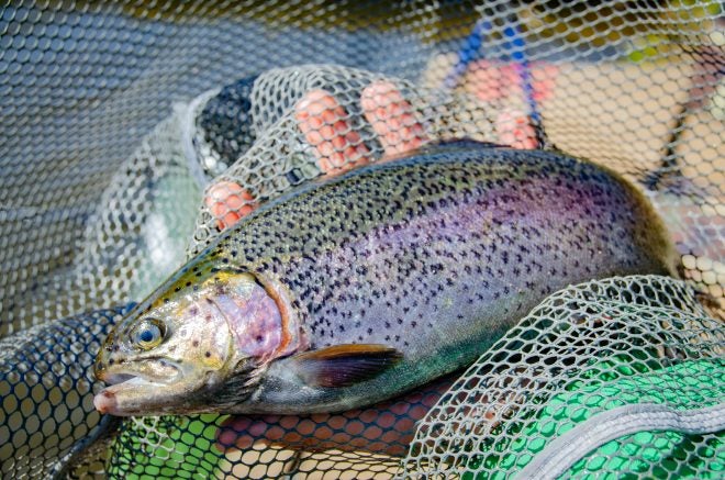 Boulger Reservoir Utah Emergency 16 Fish Limit Change