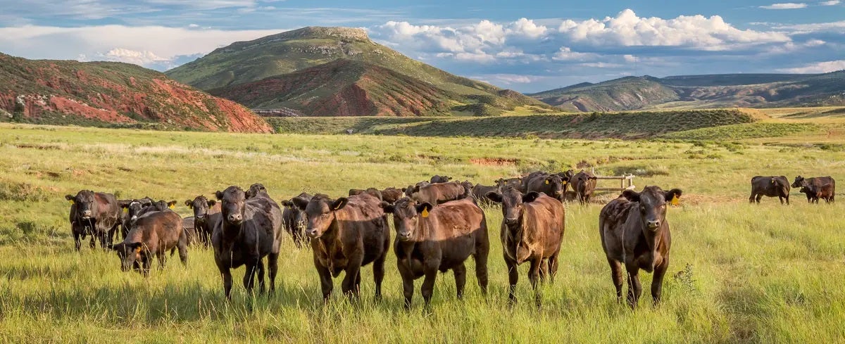 pastured grass fed cattle no pulses paleodiet grass fed open range NOT YOUR GRANDPARENTS CAMP FOOD