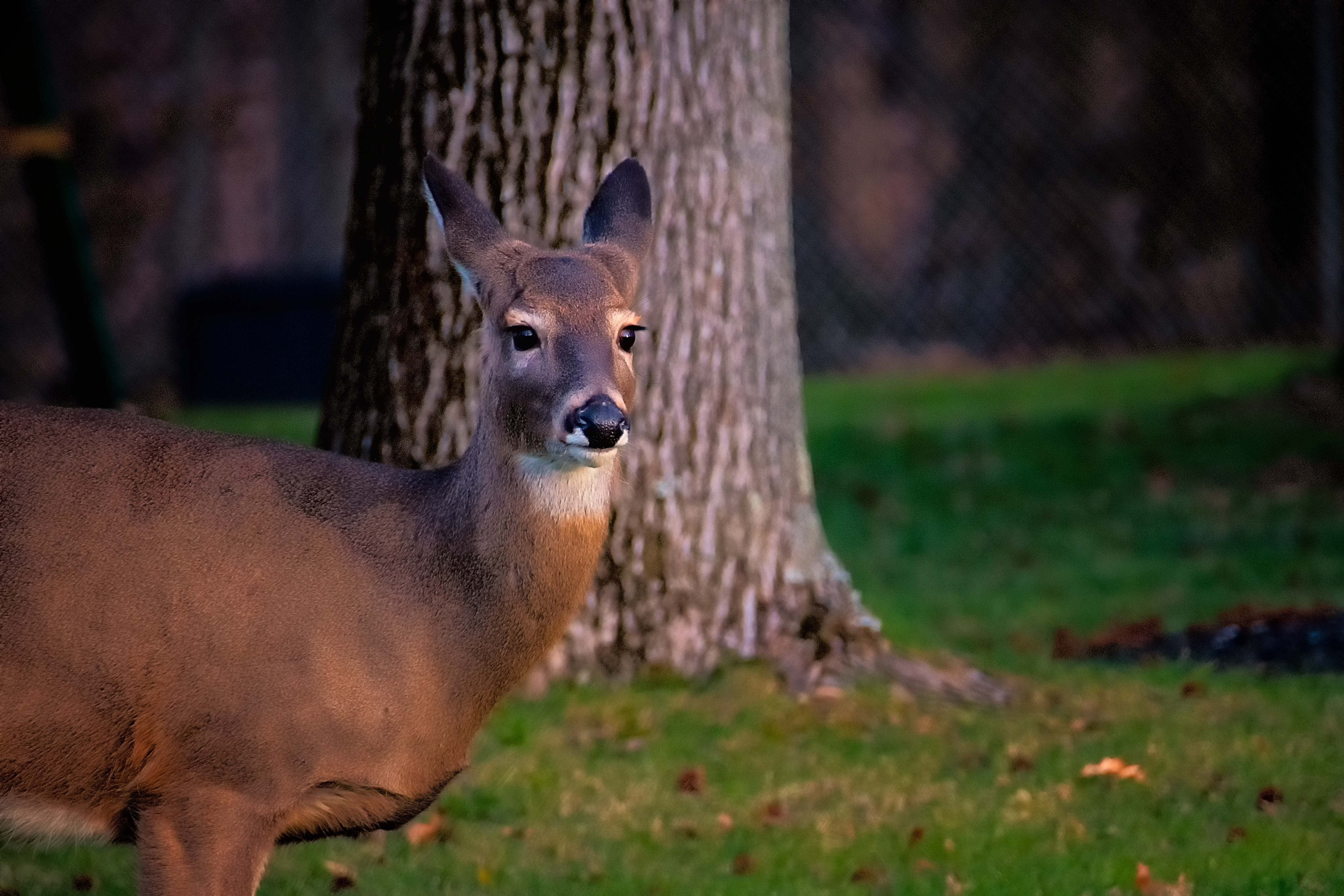 New York’s Deer Harvest DOWN 17% from Last Year New York’s Deer Harvest DOWN 17% from Last Year