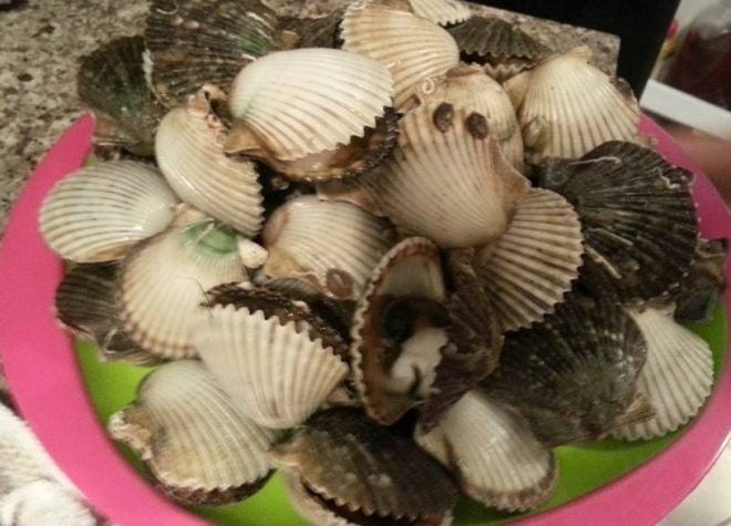 Annual Florida Bay Scallop Seasons Opening Soon Annual Florida Bay Scallop Seasons Opening Soon