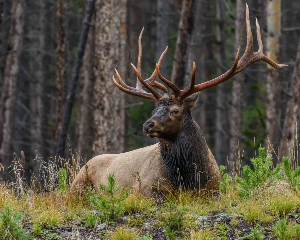 MN Elk Habitat Gets an Upgrade from the Rocky Mountain Elk Foundation