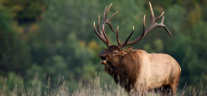 MN Elk Habitat Gets an Upgrade from the Rocky Mountain Elk Foundation