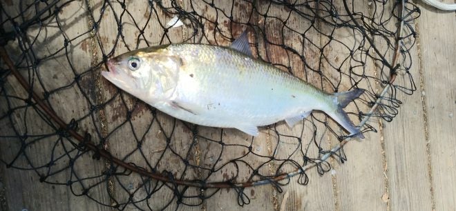 Large Herring – American Shad – Restocking in New York Large Herring – American Shad – Restocking in New York