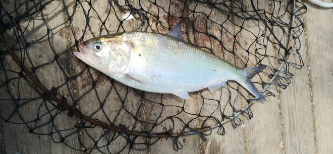 Large Herring – American Shad – Restocking in New York