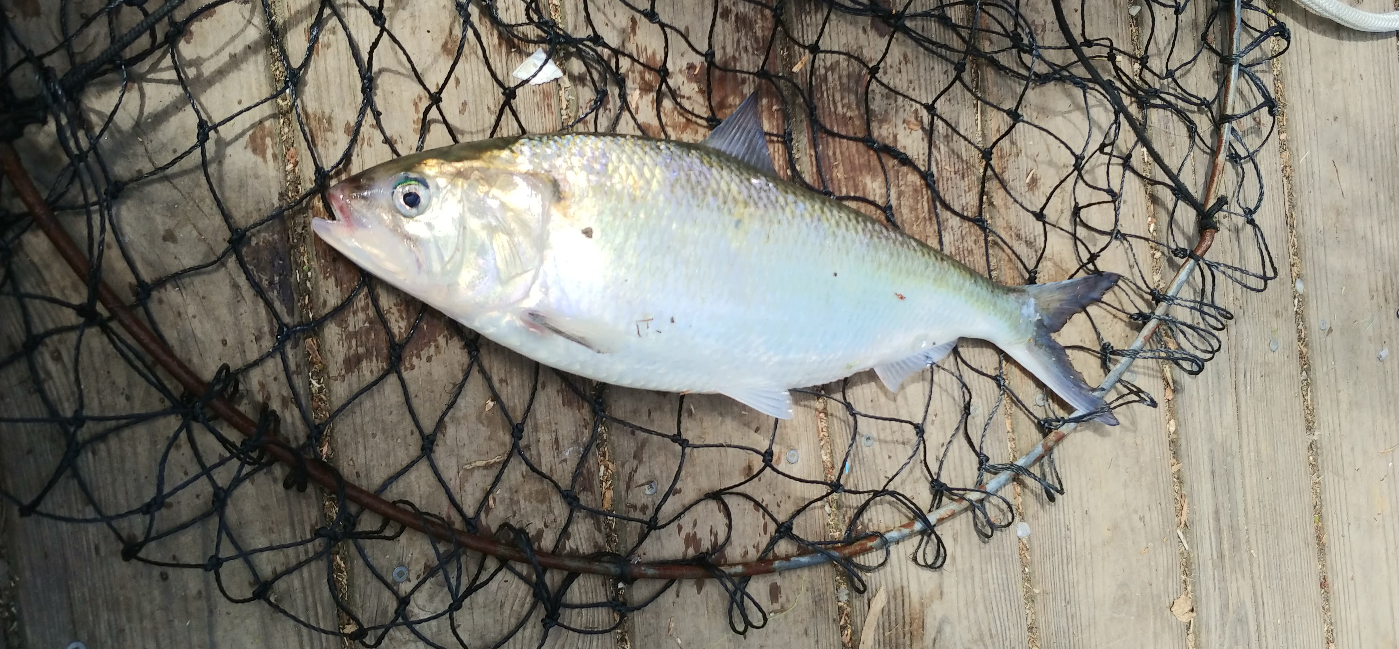 Large Herring – American Shad – Restocking in New York Large Herring – American Shad – Restocking in New York