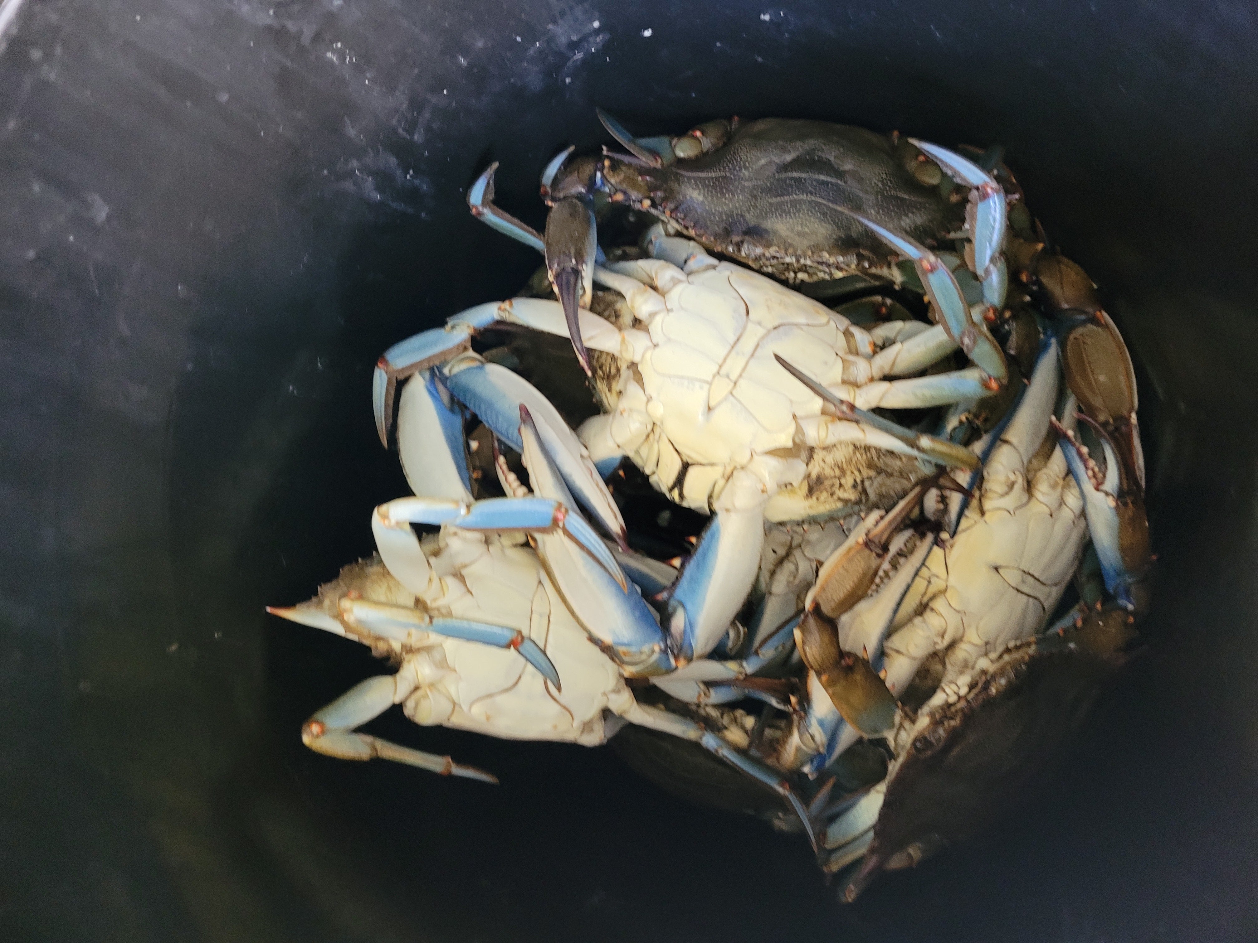 Panama City Blue Crab