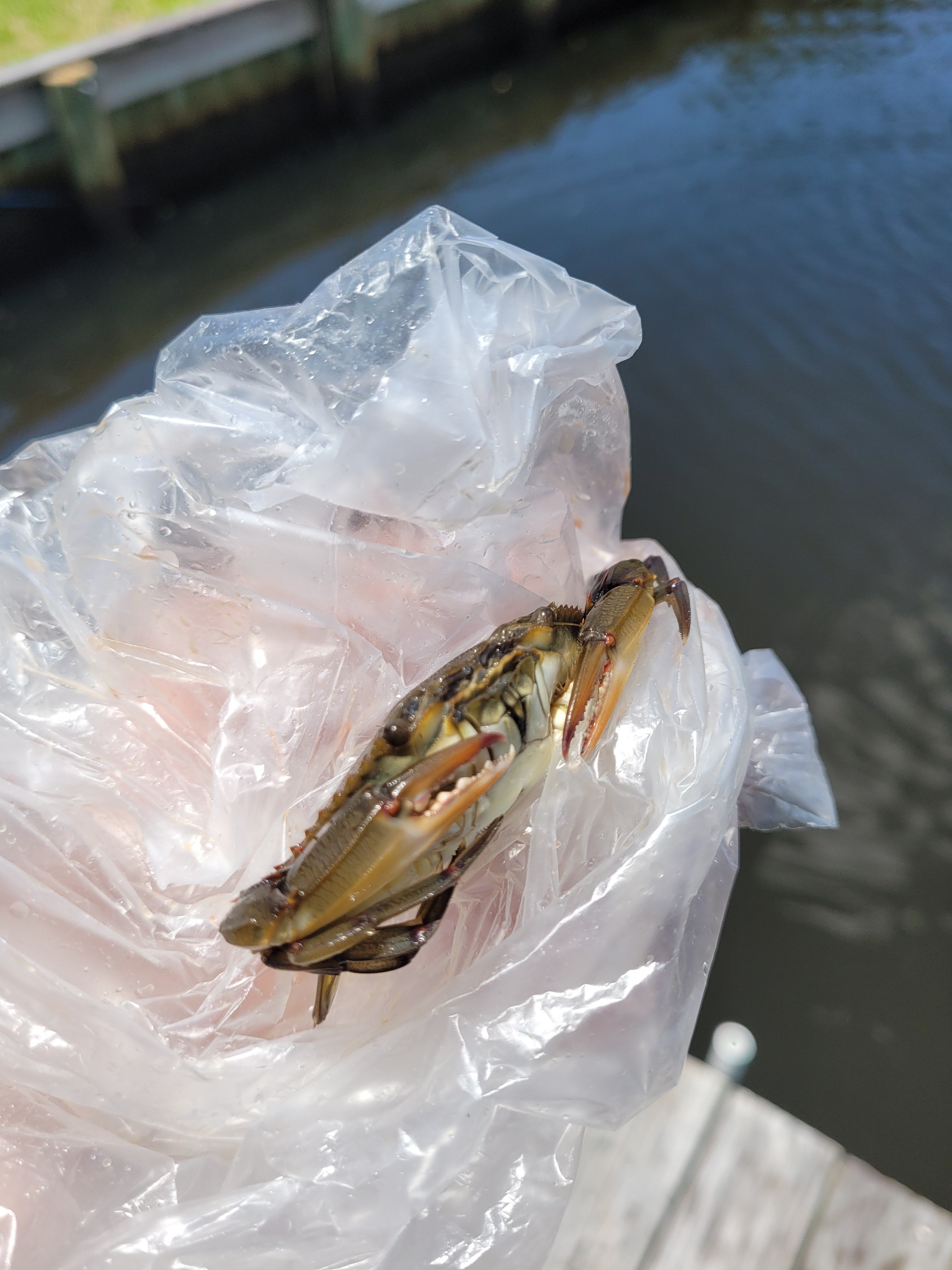 Panama City Blue Crab