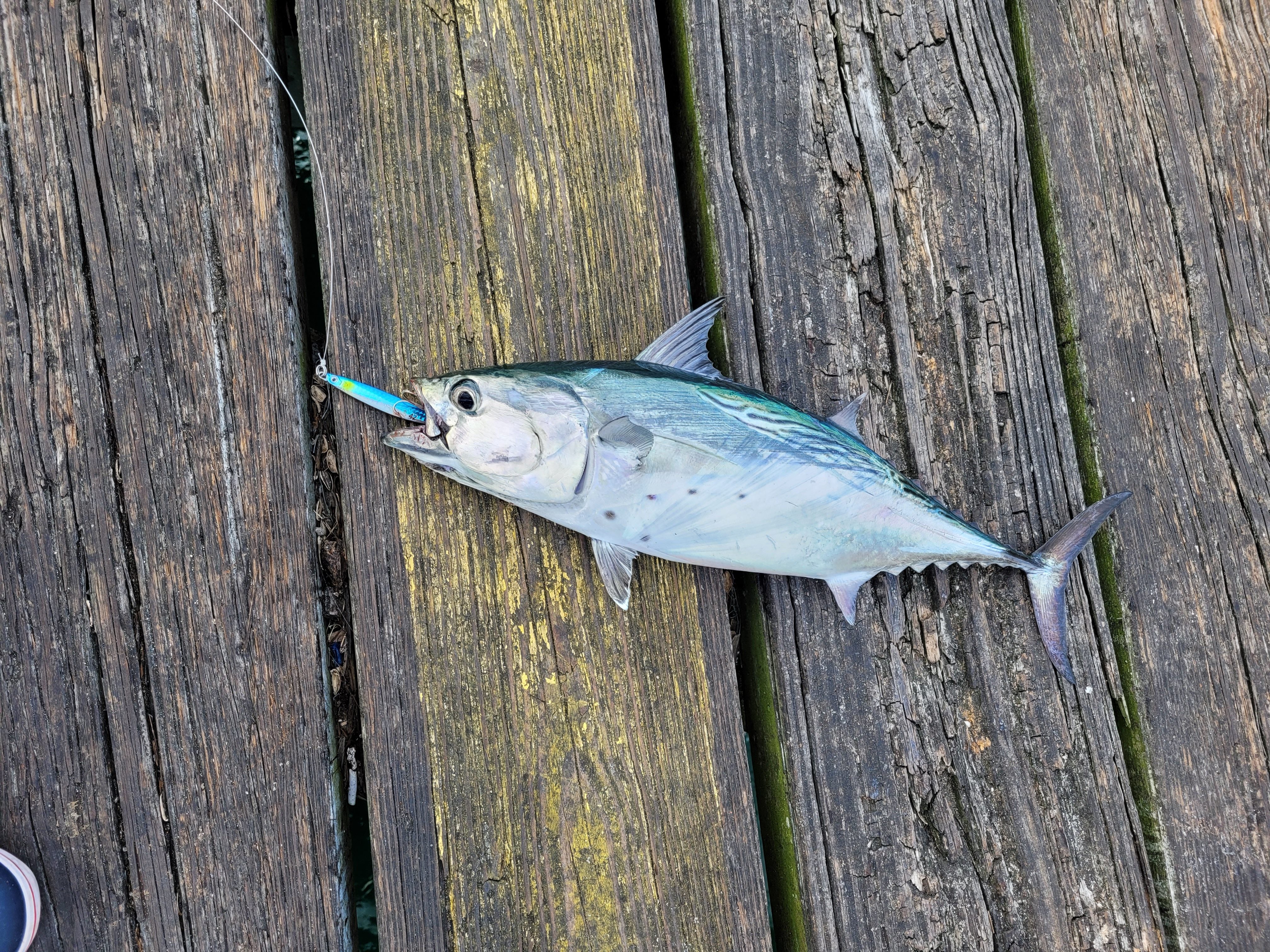 panama city beach county pier fishing bonita