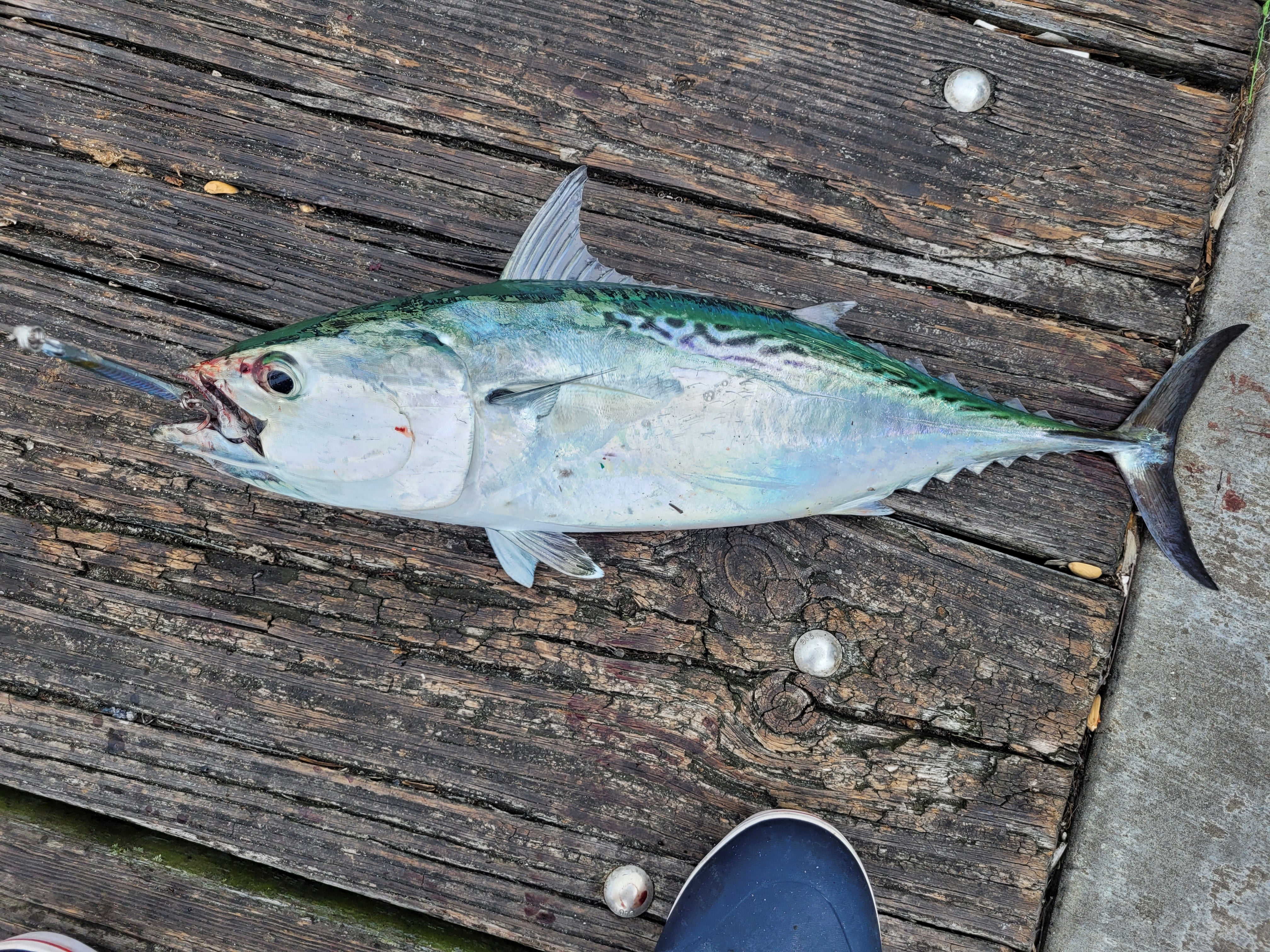 panama city beach county pier fishing bonita