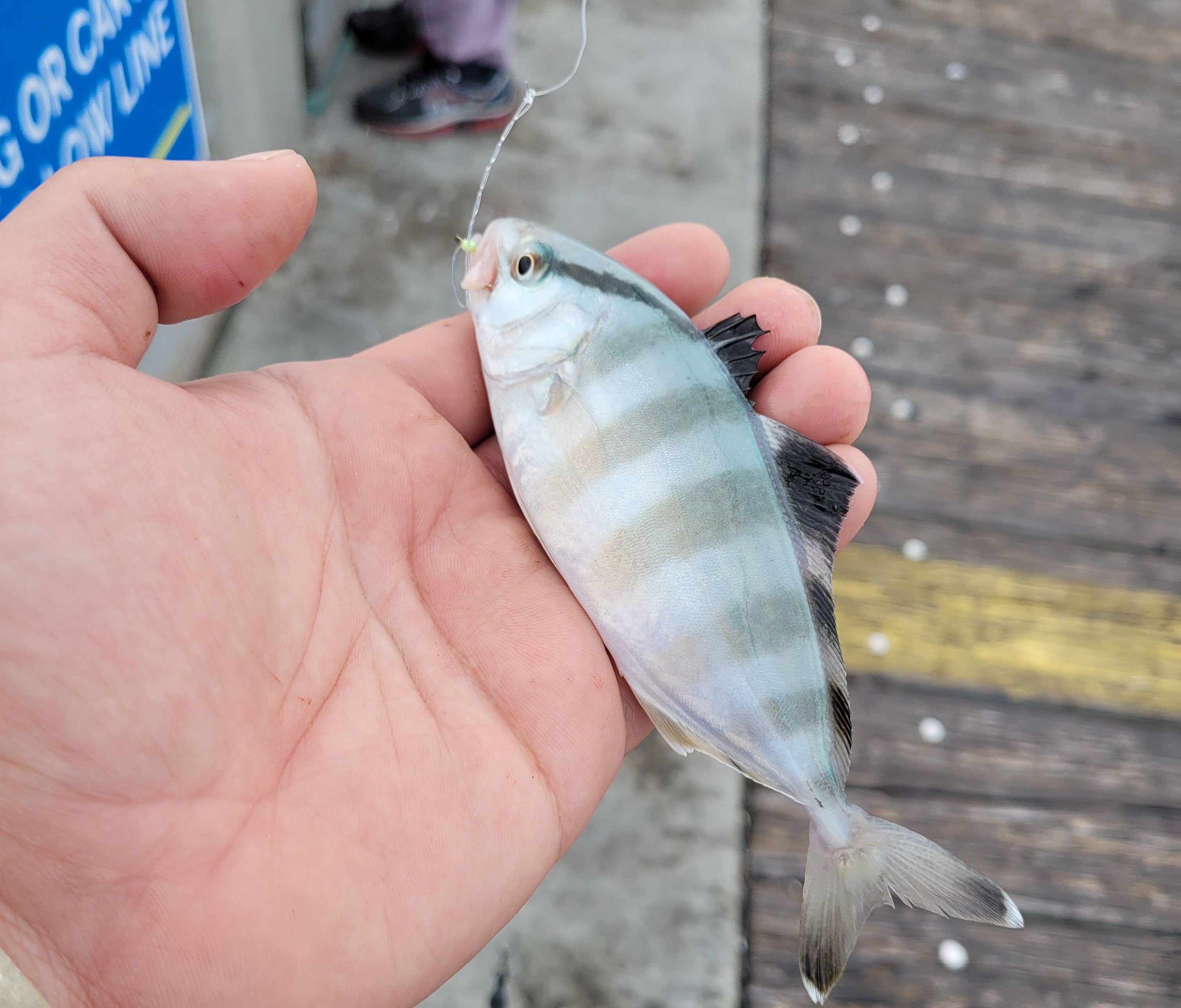 panama city beach county pier fishing bonita