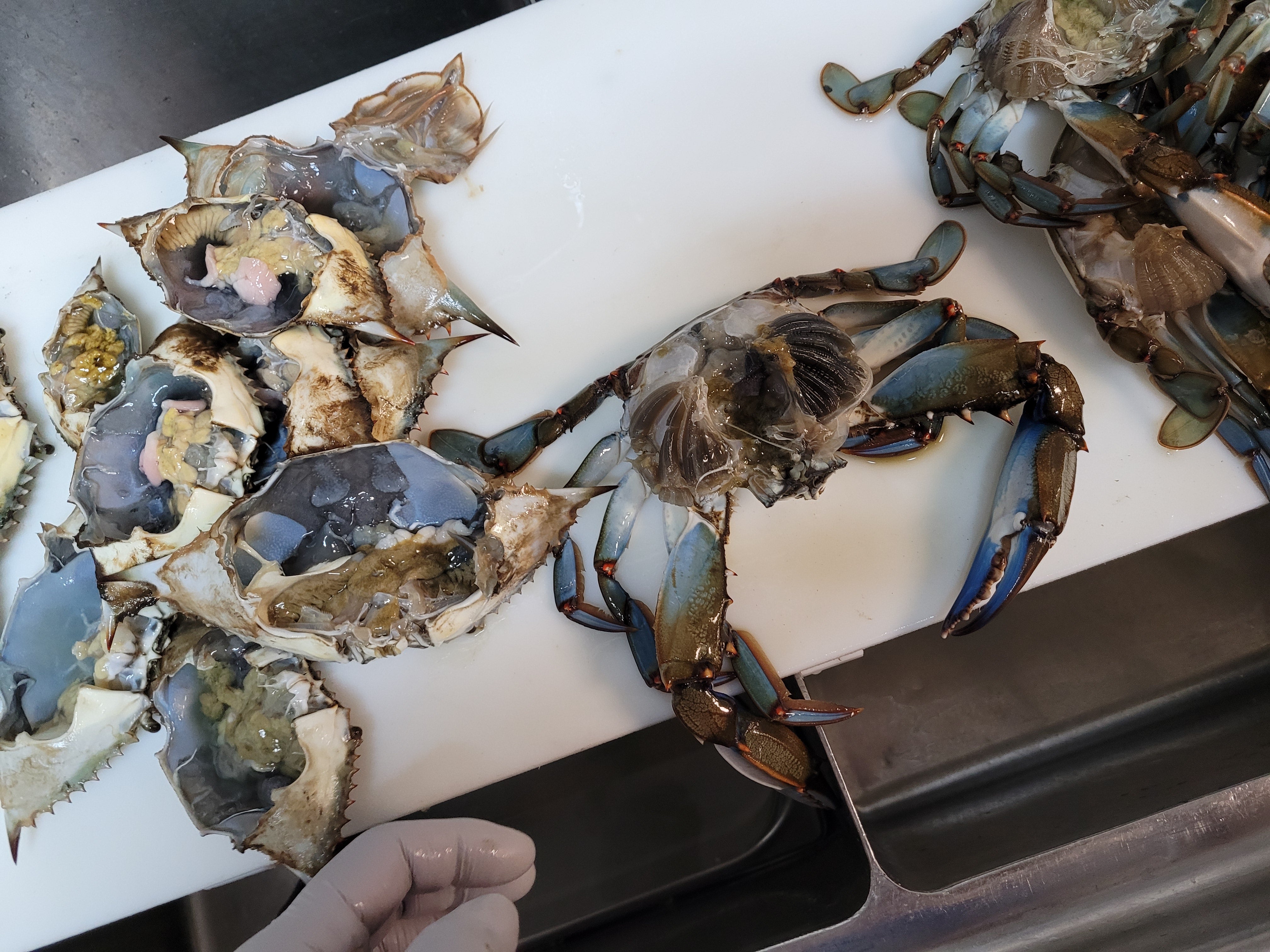 Blue Crab Cajun Boil