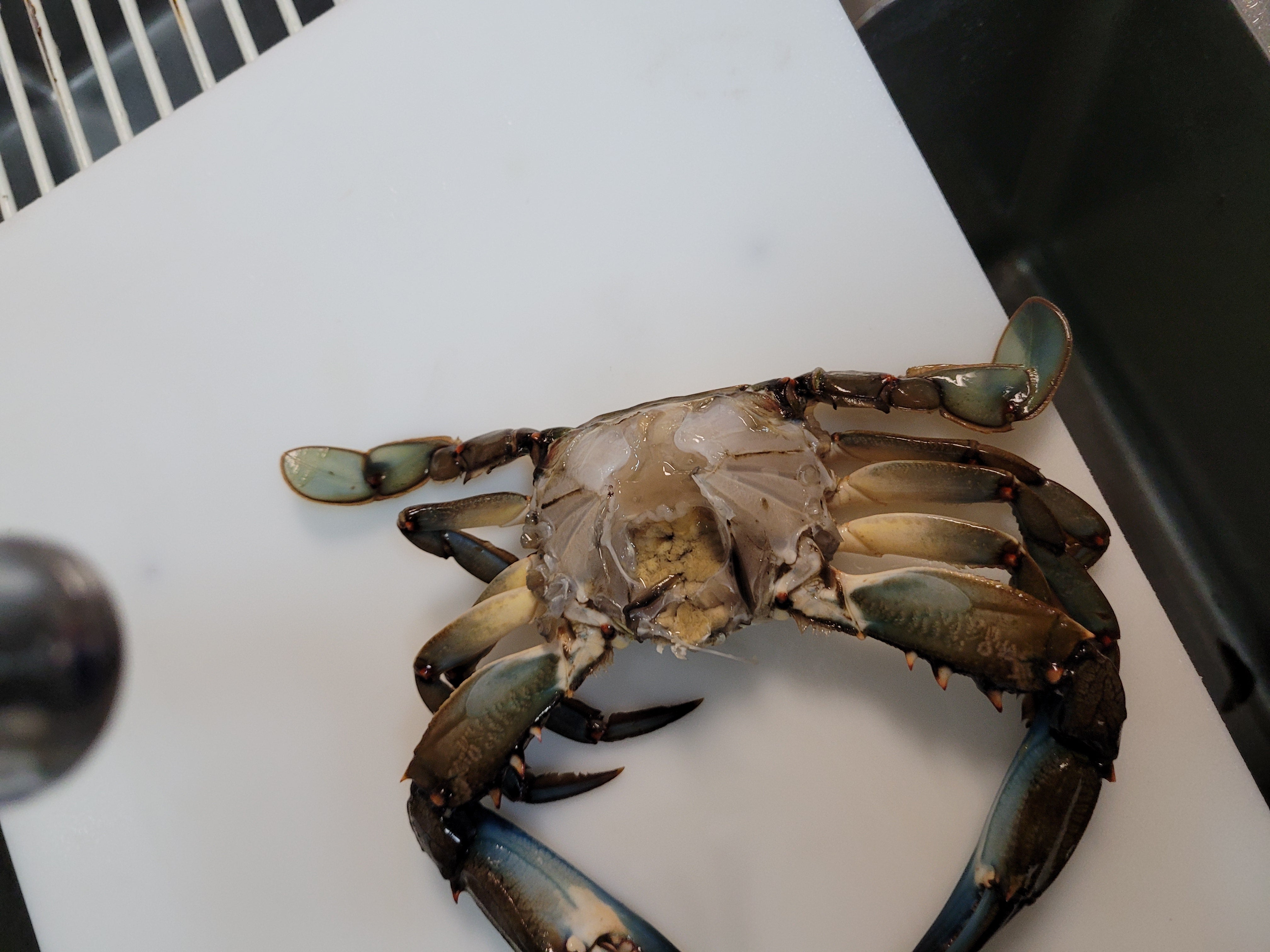 Blue Crab Forum