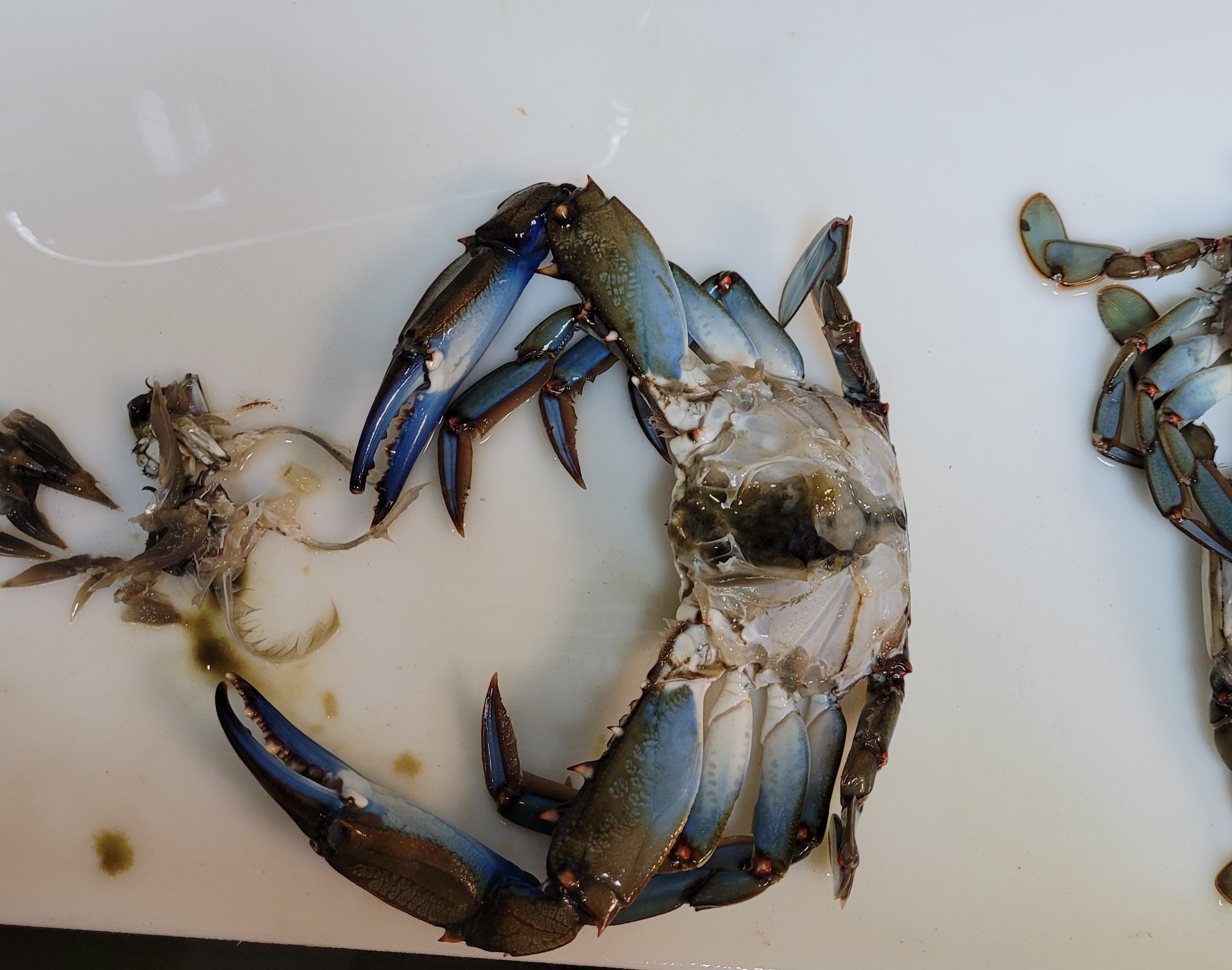 Blue Crab Cajun Boil