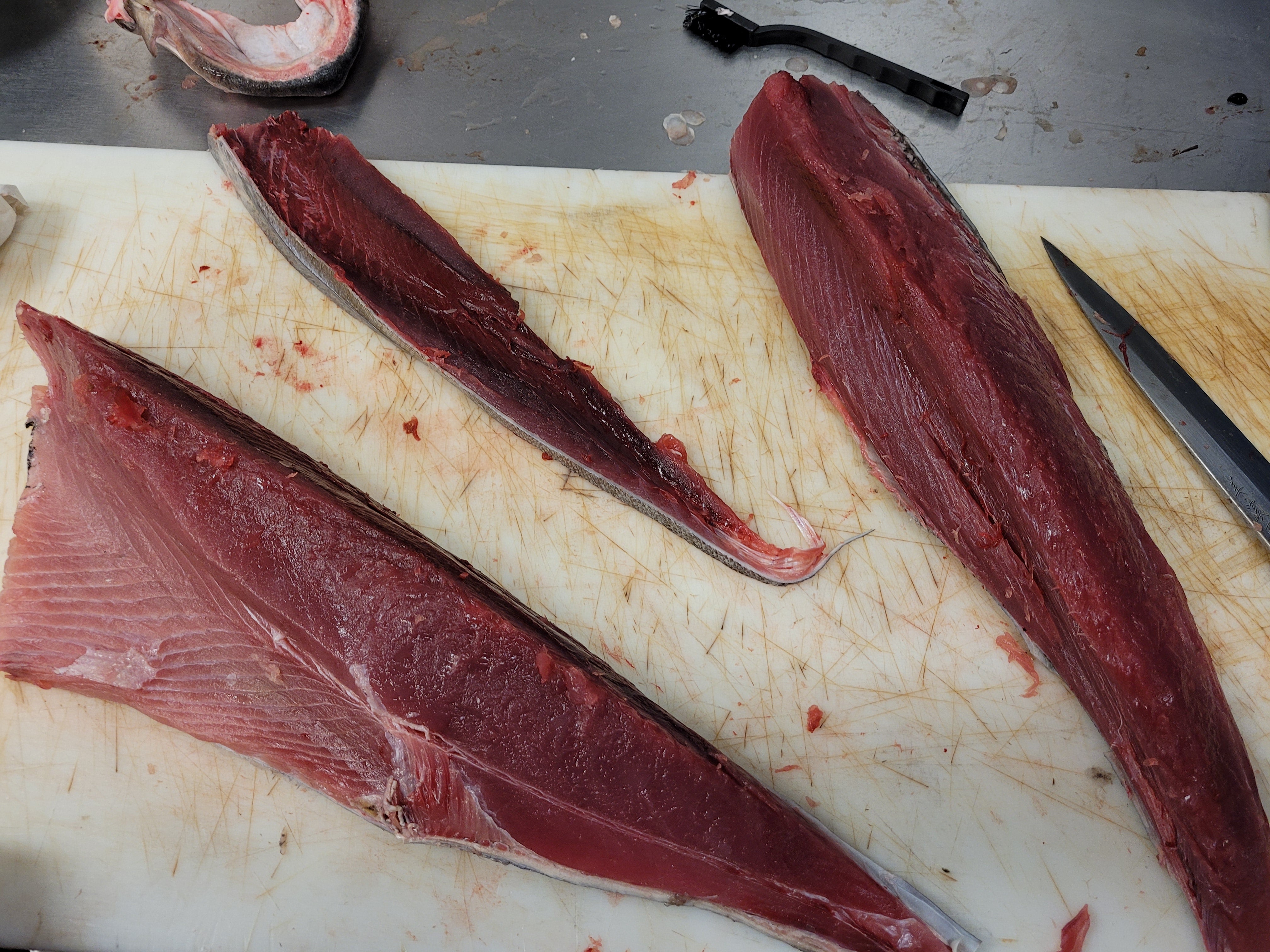 blackfin tuna tataki catch clean cook