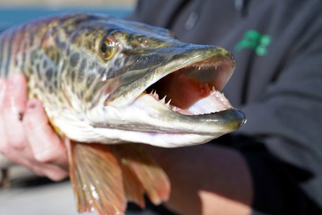 Emergency Change to Johnson Reservoir Tiger Muskie Regs