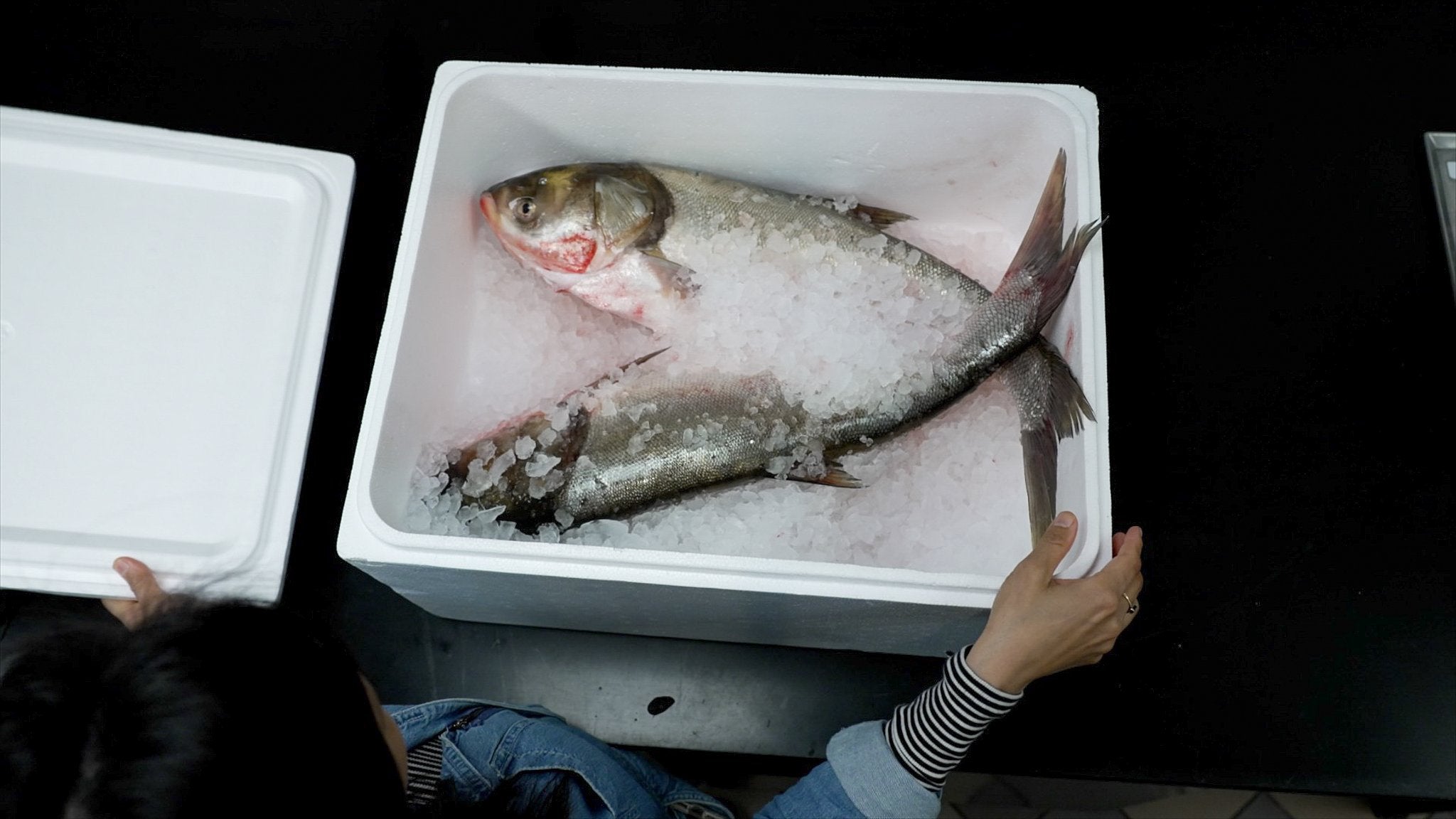 The Copi: Renaming of the Delicious, Misunderstood Asian Carp The Copi: Renaming of the Delicious, Misunderstood Asian Carp