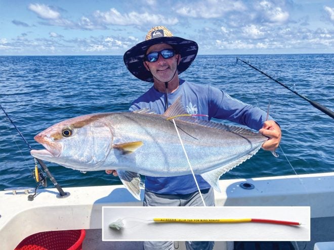 Scientific Study Offering $250 for Tagged Greater Amberjack Scientific Study Offering $250 for Tagged Greater Amberjack