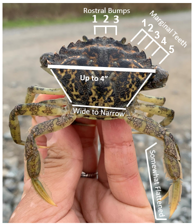 European green crab identification 2022