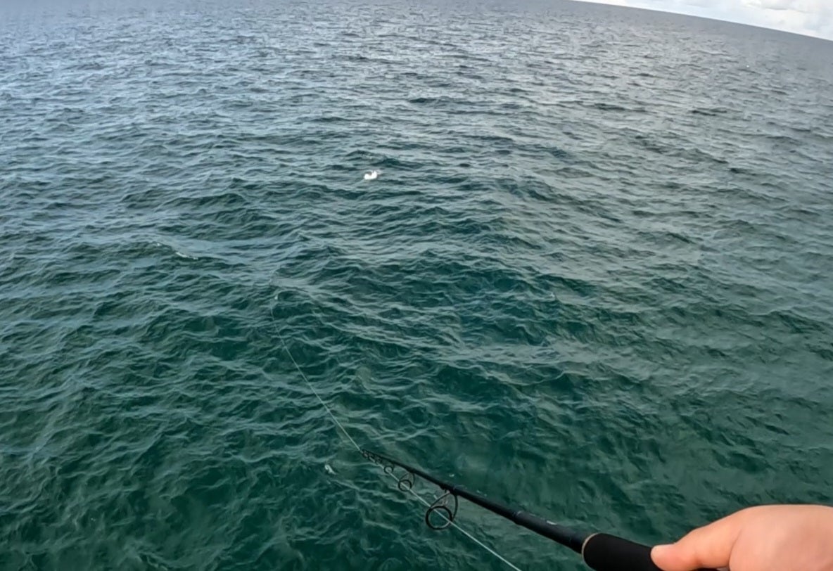 panama city beach county pier fishing bonita daiwa