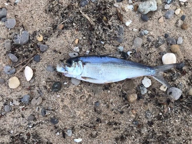 Seasonal Prey Fish – Alewife – Die-off in Lake Michigan