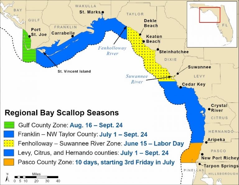 Annual Florida Bay Scallop Seasons Opening Soon