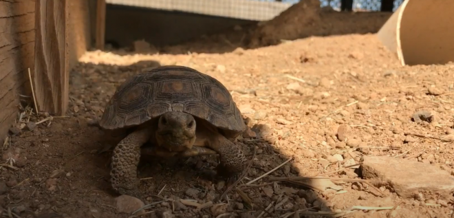 200 Arizona Desert Tortoise in Need of Forever Homes 200 Arizona Desert Tortoise in Need of Forever Homes