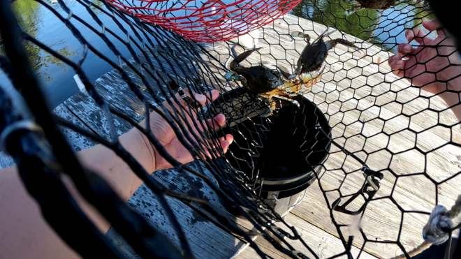 Chasing Panama City Blue Crab with Traps in the Heat of Summer