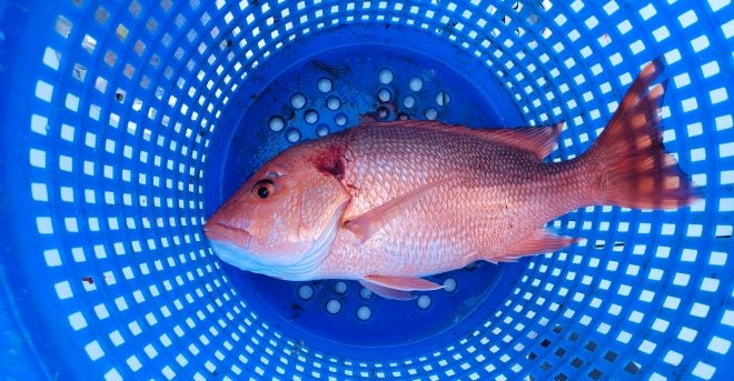 Coast Guard Busts Red Snapper Poachers off Texas