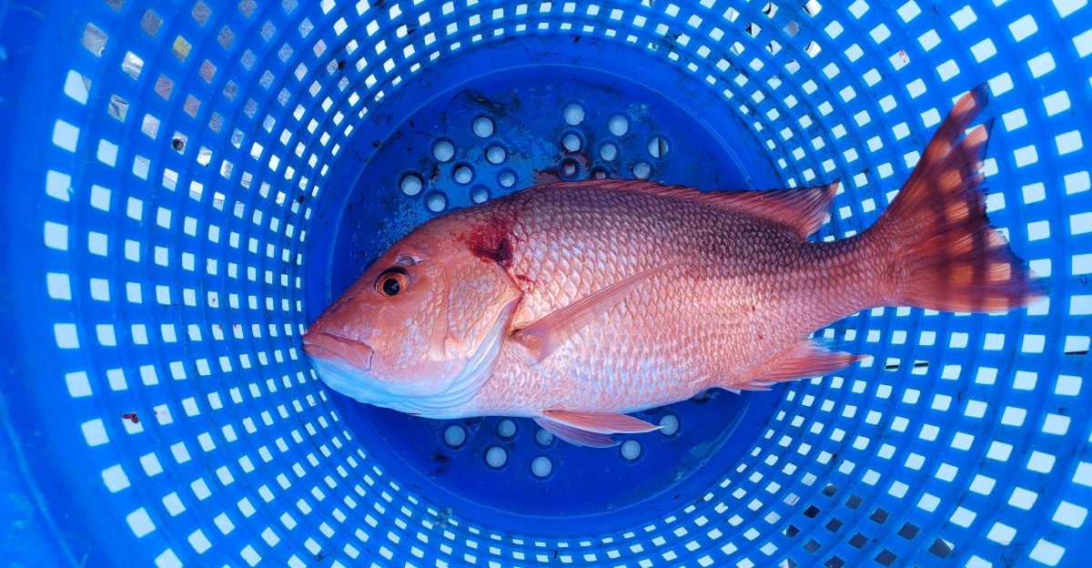 5 Men Caught OVER the Louisiana Limit of Red Snapper 5 Men Caught OVER the Louisiana Limit of Red Snapper