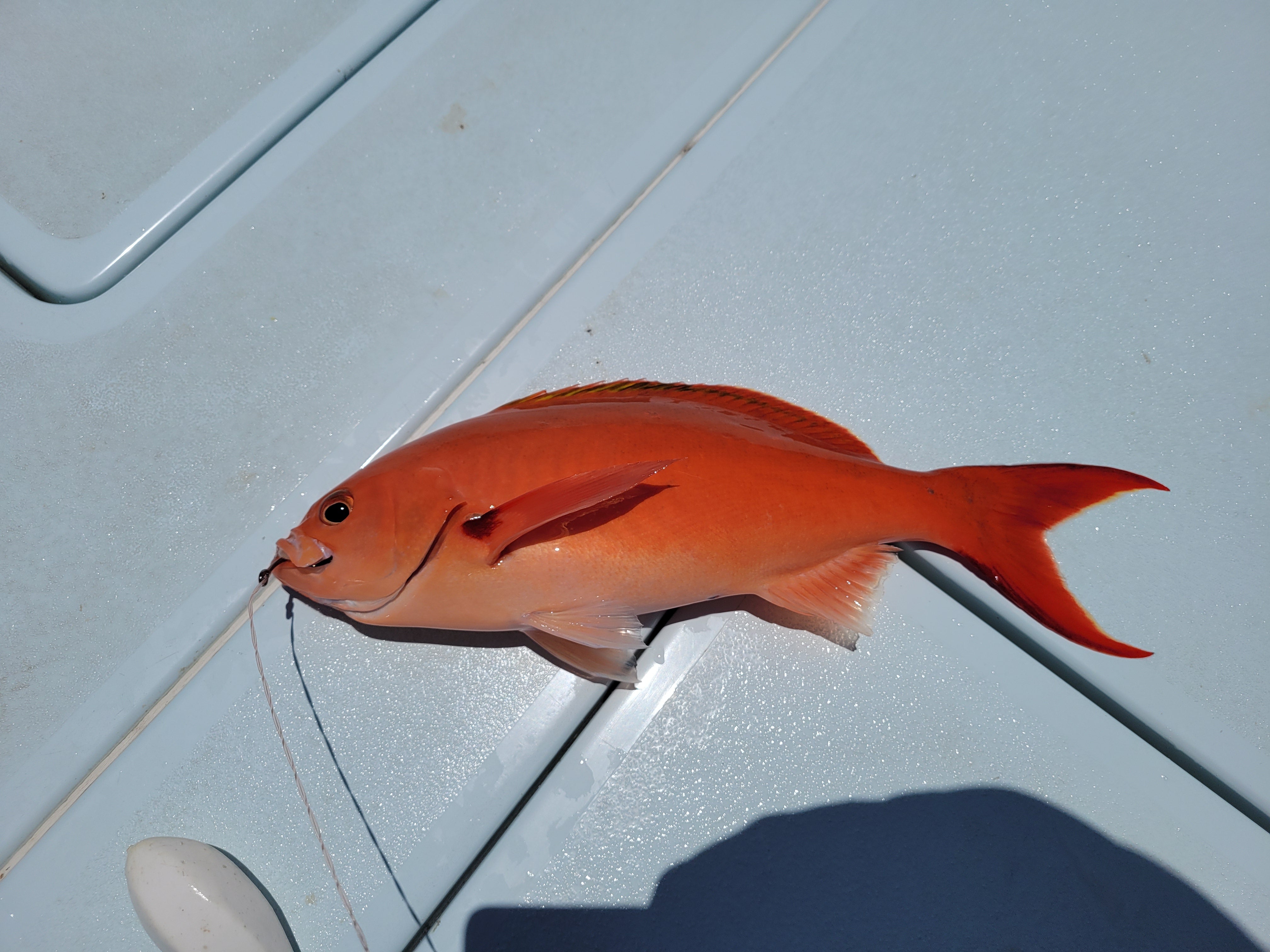 snapper
