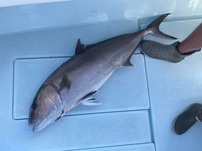 Gulf of Mexico Fishery Council wants to Limit Greater Amberjack Season