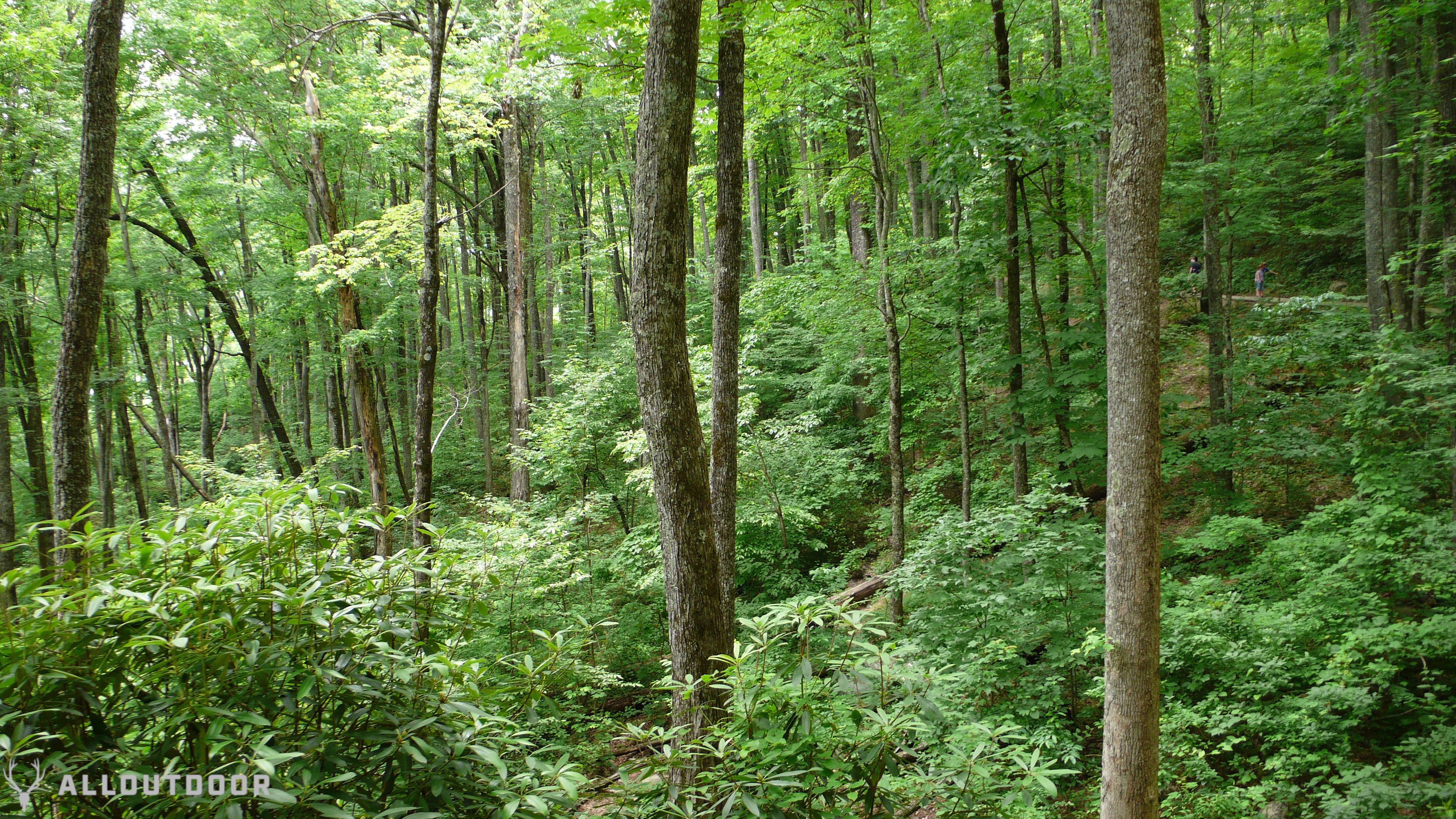 Great Smoky Mountain National Park Review