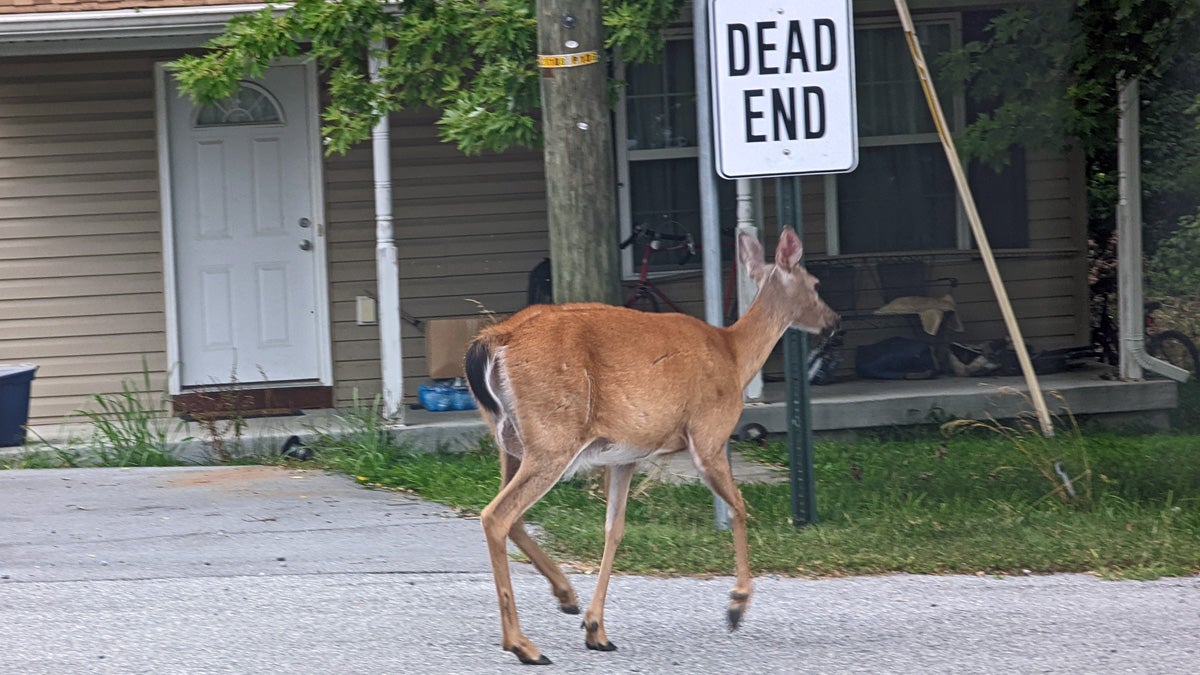 Wild Deer Harpers Ferry WV